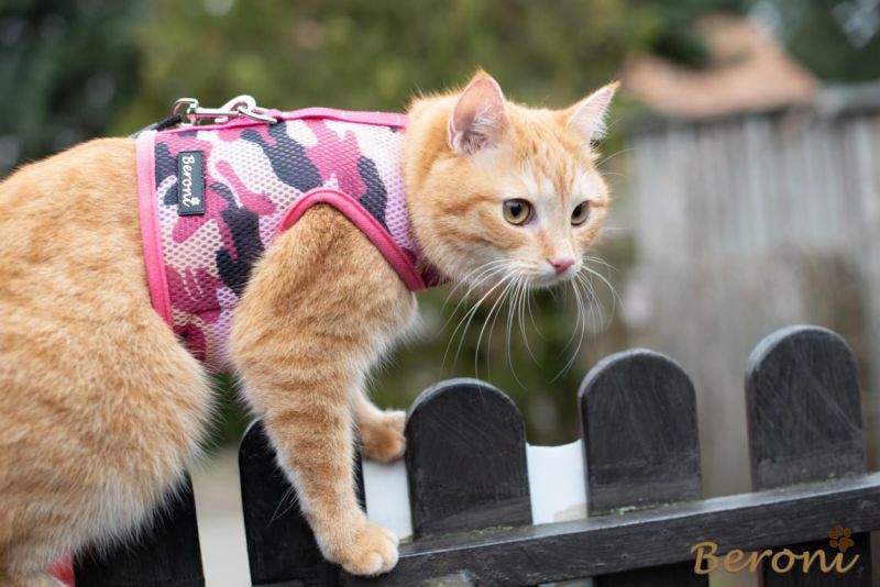 Bijdrage verf Beroemdheid Kattentuigje - beste kattentuig voor kitten, grote katten tuin kopen met  lijn