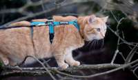 Beste Kattentuigje verstelbaar Safety Harness Pro reflecterend blauw