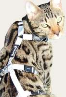 Beste Kattentuigje verstelbaar Safety Harness Gentle zilver