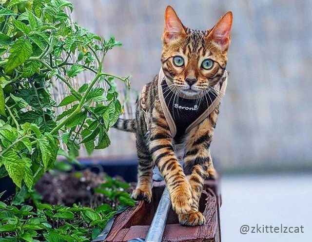 Kolonel Gewoon Dronken worden Kattentuigje - beste kattentuig voor kitten, grote katten tuin kopen met  lijn